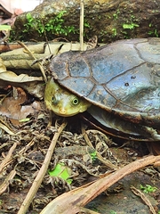 Hydromedusa maximiliani
