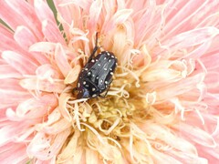Cyrtothyrea