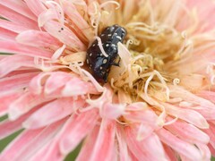 Cyrtothyrea