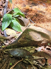 Hydromedusa maximiliani