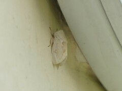 Naroma varipes