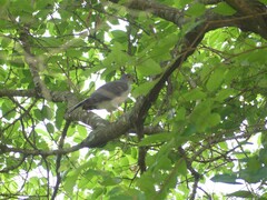 Accipiter tachiro