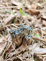 Phaeoclavulina cyanocephala