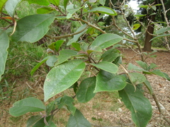 Clerodendrum tomentosum
