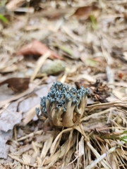 Phaeoclavulina cyanocephala
