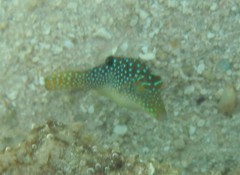 Canthigaster solandri