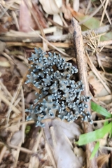 Phaeoclavulina cyanocephala