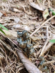 Phaeoclavulina cyanocephala