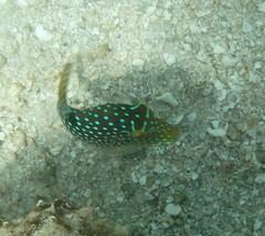 Canthigaster solandri