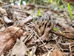 Phaeoclavulina cyanocephala