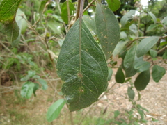 Clerodendrum tomentosum