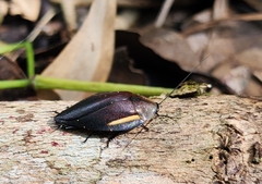 Phoraspis brachytaenia