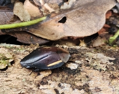 Phoraspis brachytaenia