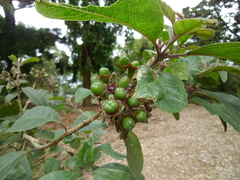 Clerodendrum tomentosum