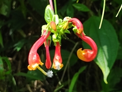 Centropogon granulosus