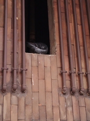 Columba livia domestica