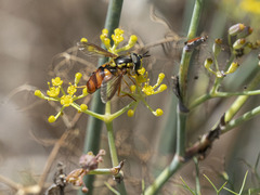 Chrysotoxum triarcuatum