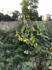 Melilotus officinalis