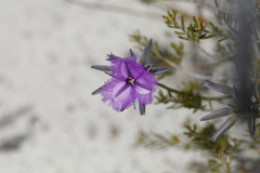 Thysanotus multiflorus
