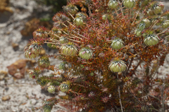 Darwinia neildiana