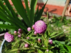 Gomphrena globosa
