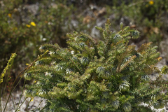 Darwinia neildiana