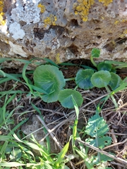 Umbilicus intermedius