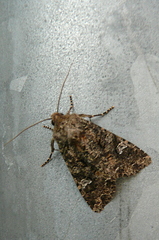 Mamestra brassicae