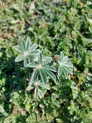 Lupinus pilosus