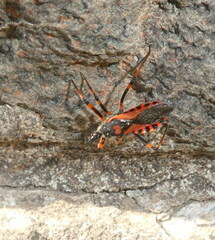 Rhynocoris iracundus