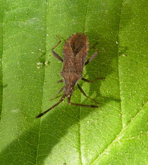 Coreus marginatus