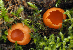 Sarcoscypha austriaca lutea