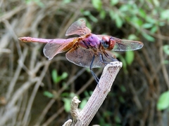 Trithemis