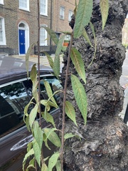 Prunus