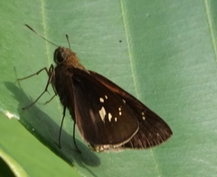 Polytremis lubricans