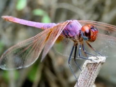 Trithemis