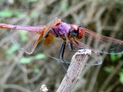 Trithemis