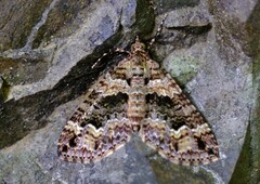 Crasilogia gressitti