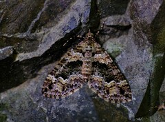 Crasilogia gressitti