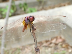 Trithemis