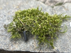Hypnum cupressiforme