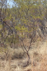 Acacia lysiphloia
