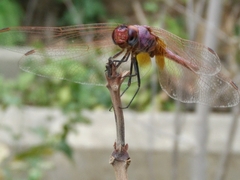 Trithemis
