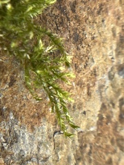 Hypnum cupressiforme