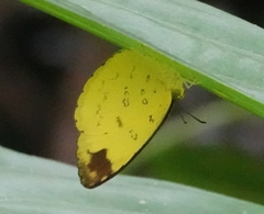 Eurema blanda