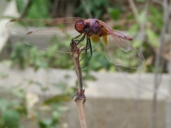 Trithemis