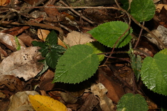 Dendrocnide excelsa