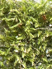 Hypnum cupressiforme