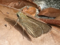 Pelopidas mathias