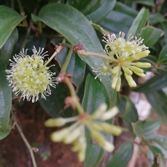 Smilax zeylanica